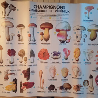 affiche scolaire plastifiée mycologie mdi  champignons comestibles et vénéneux