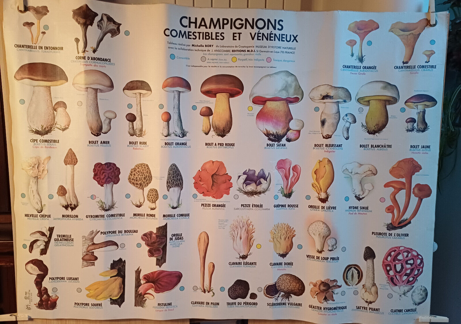 affiche scolaire plastifiée mycologie mdi champignons comestibles et vénéneux