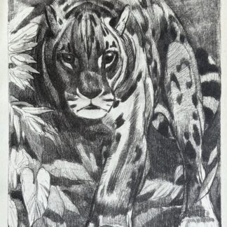 Paul JOUVE Gravure Animalière Lithographie ART DECO Panthere panther Tigre Tiger